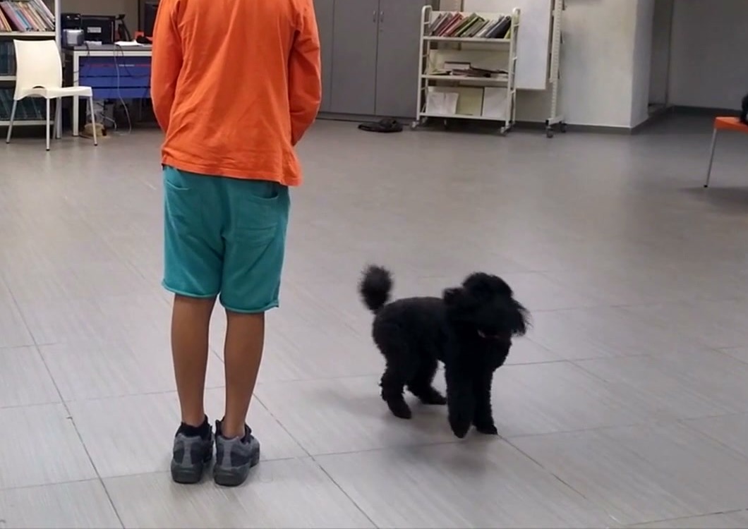 A child working with a dog